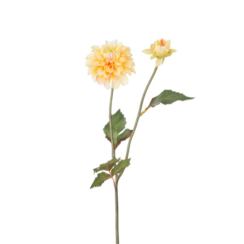 Dahlia