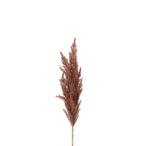Astilbe