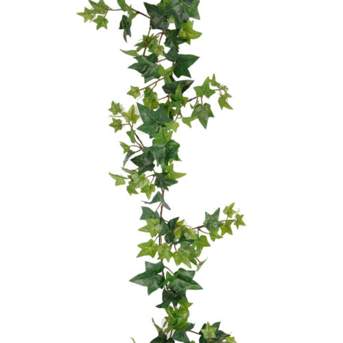 Murgröna 120cm