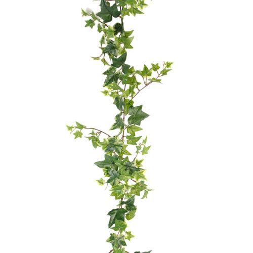 Murgröna