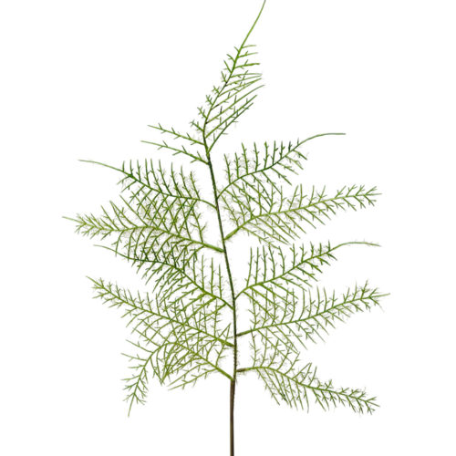Plumosus Blad