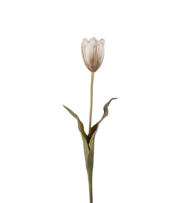 Tulpan 58 cm flerfärgad