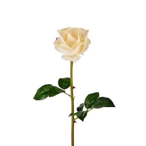 Ros 65 cm vit