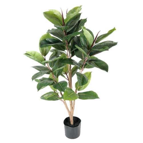 Fikus Robusta 90 cm