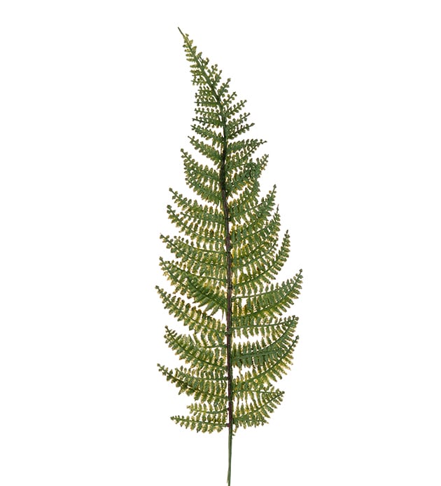 Ormbunksblad 38 cm