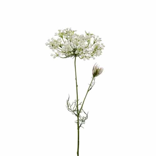 Allium 70 cm vit