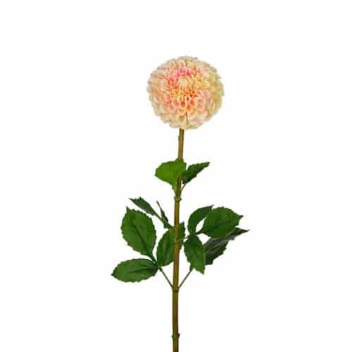 Dahlia rosa 90cm