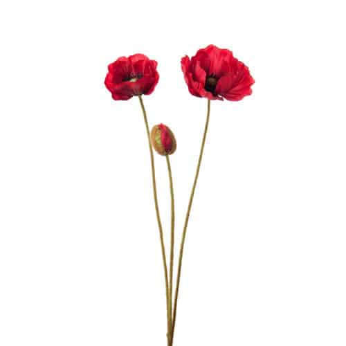 Vallmo Röd 75 cm
