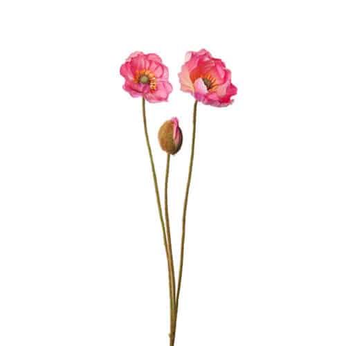 Vallmo Rosa 75cm