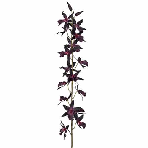 Oncidium burgundy 155cm
