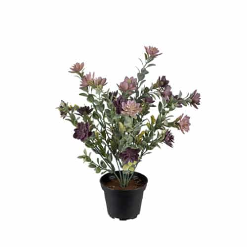 Succulent Lila i kruka