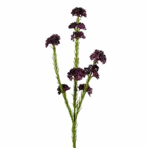 Sedum Lila 55cm