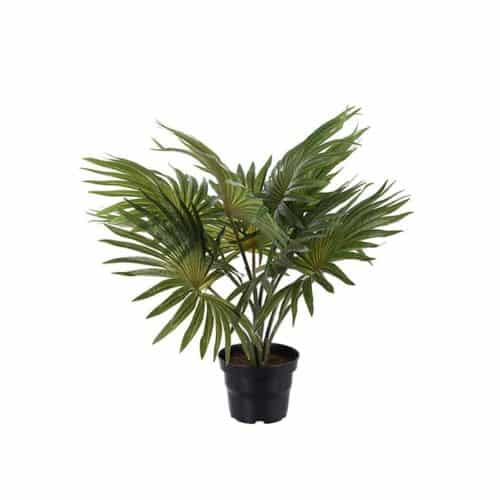 Palm grön i kruka