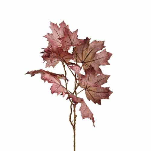 Lönn burgundy 75cm