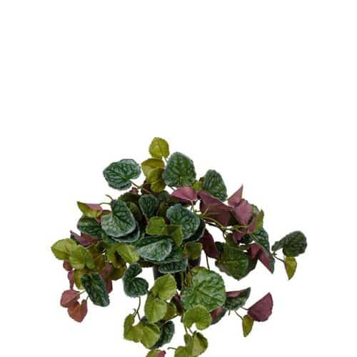 Senecio grön