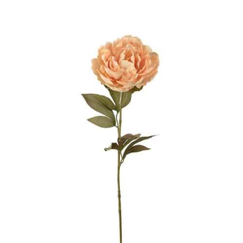 Pion beige 65cm
