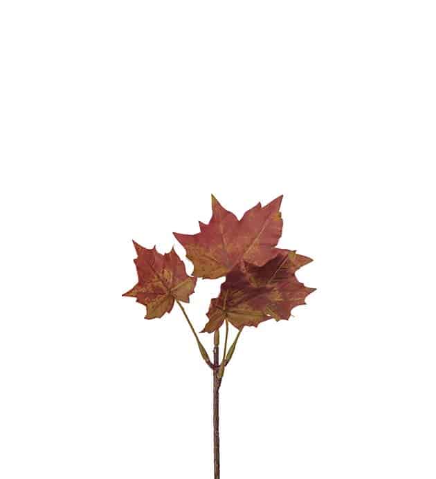 Lönn burgundy 20cm