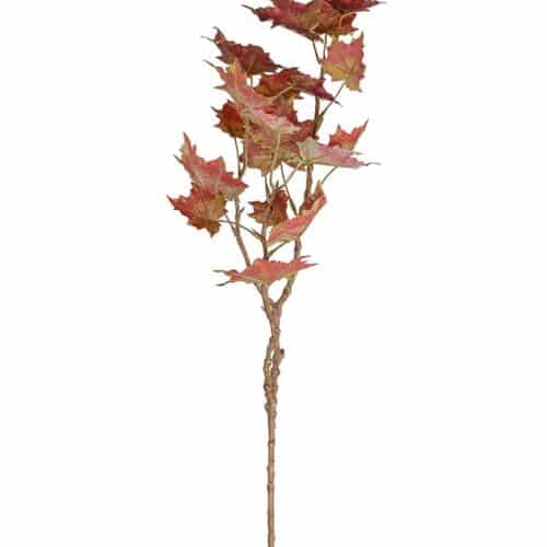 Lönn burgundy 70cm