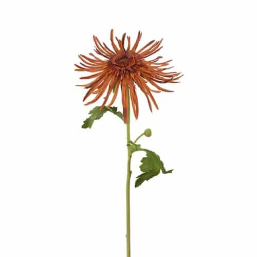 Chrysanthemum brun 60cm