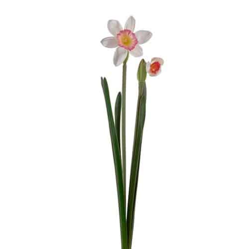 Narciss rosa 50cm