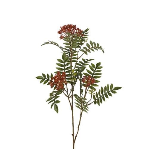 Rönn 80cm röd