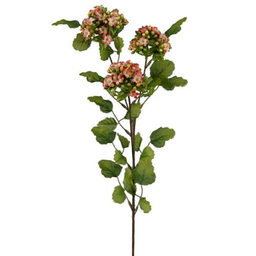 Calandiva 65cm röd