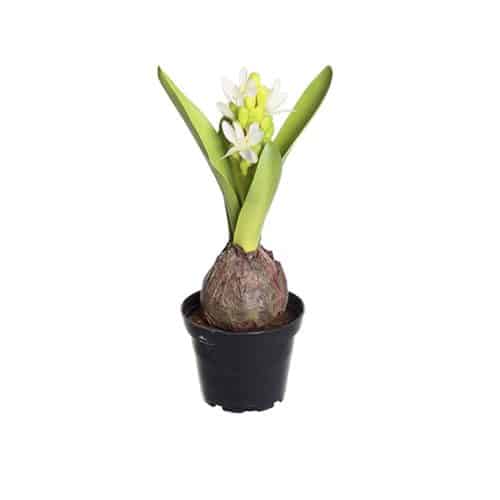 Hyacint 22 cm vit