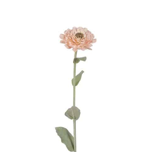 Zinnia Aprikos