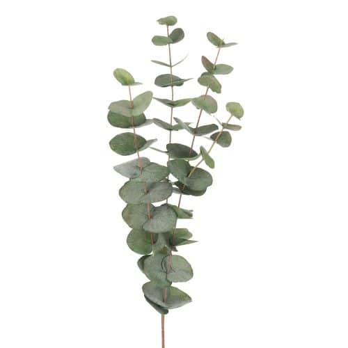 Eucalyptus 60 cm Grön