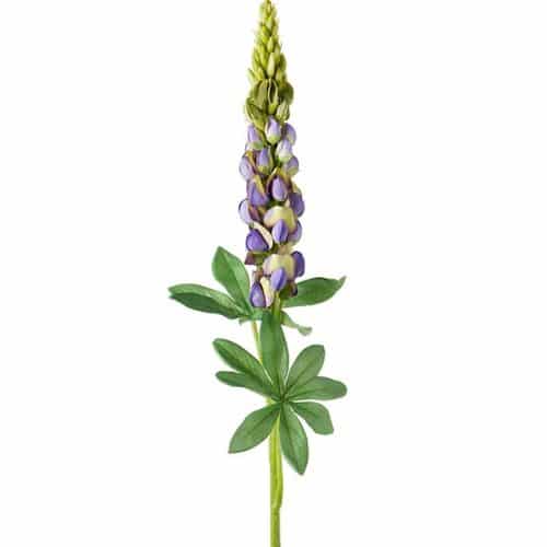 Lupin