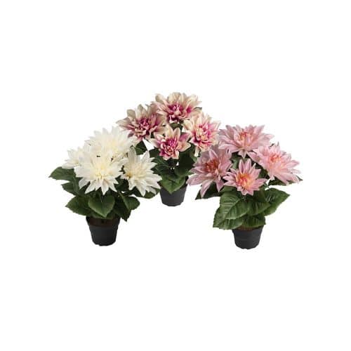 Dahlia Mix