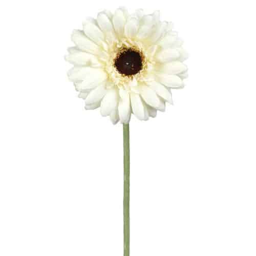 Gerbera