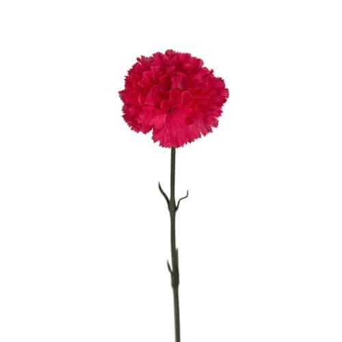 Nejlika 55 cm Rosa