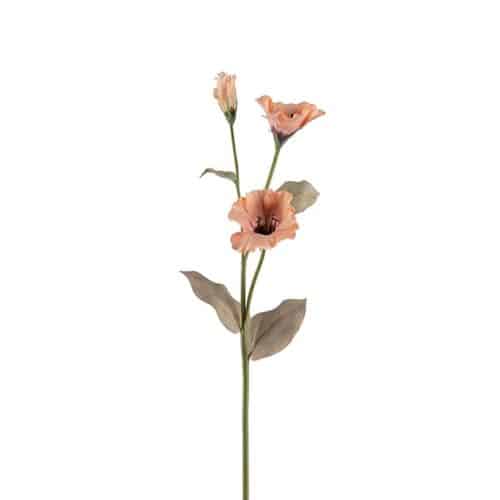 Prärieklocka Persika 60cm