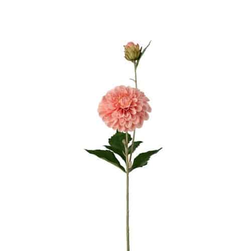 Dahlia Aprikos 66cm
