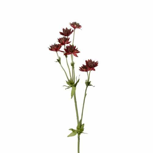 Stjärnflocka Burgundy 55cm