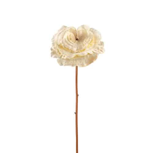 Lacktia Cream 53cm