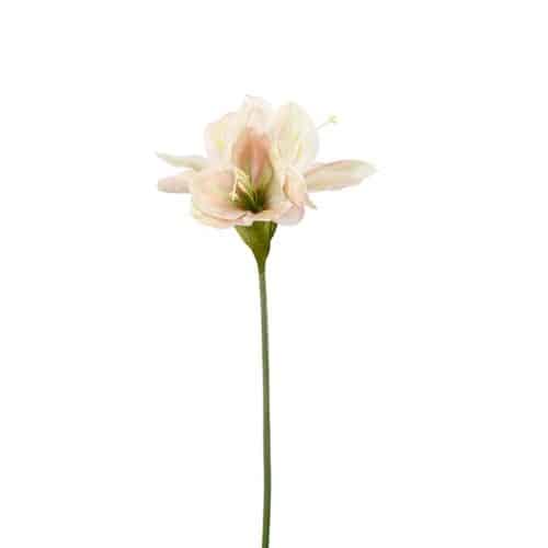 Amaryllis Gul