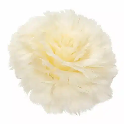 Fjäderblomma Med Clip Vanilj