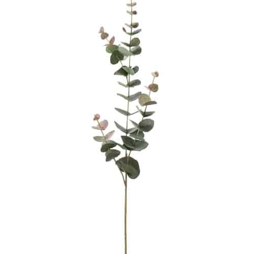 Eucalyptus
