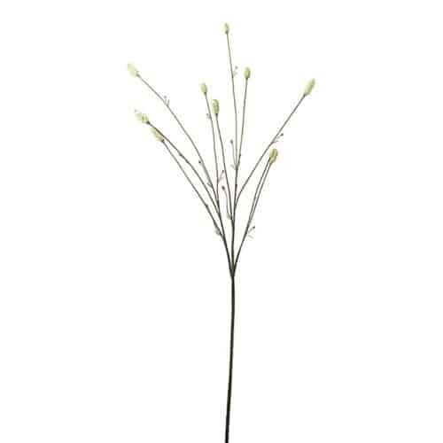 Pimpinell 80 cm
