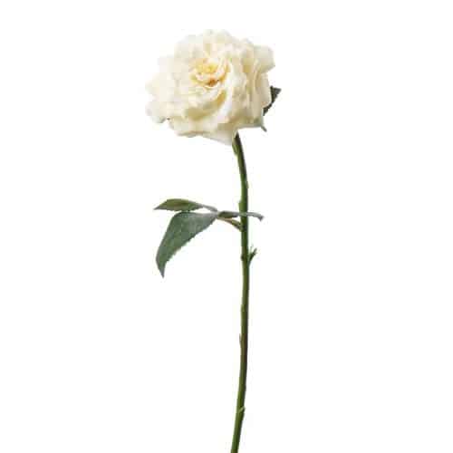 Ros 41 cm