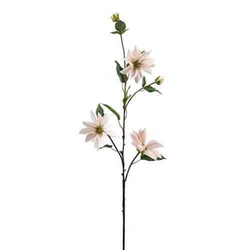 Clematis 90 cm Rosa