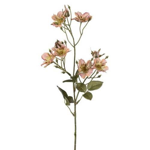 Japansk klätterros Aprikos 65 cm – Konstväxt
