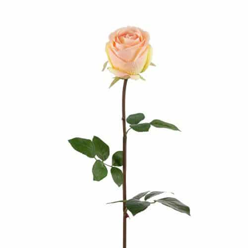 Ros Rosa 75cm