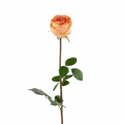 Ros Aprikos 75cm