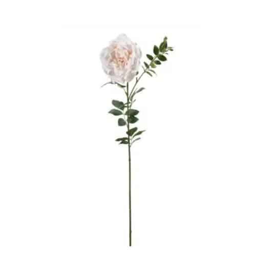 Ros Persika 90cm