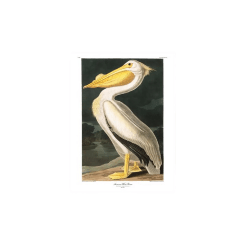 THE DYBDAHL COMPANY American White Pelican