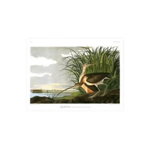 The Dybdahl Company Long Billed Curlew