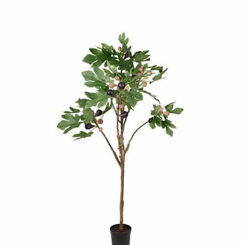 Fikonträd i kruka 140 cm